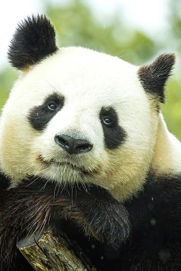熊猫体育app官网